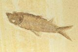 Multiple Detailed Fossil Fish Plate - Wyoming #240374-2